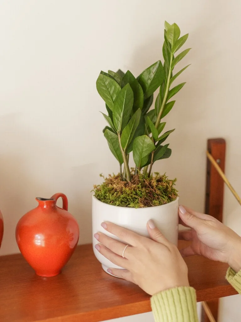 ZZ Potted Plant in White Ceramic