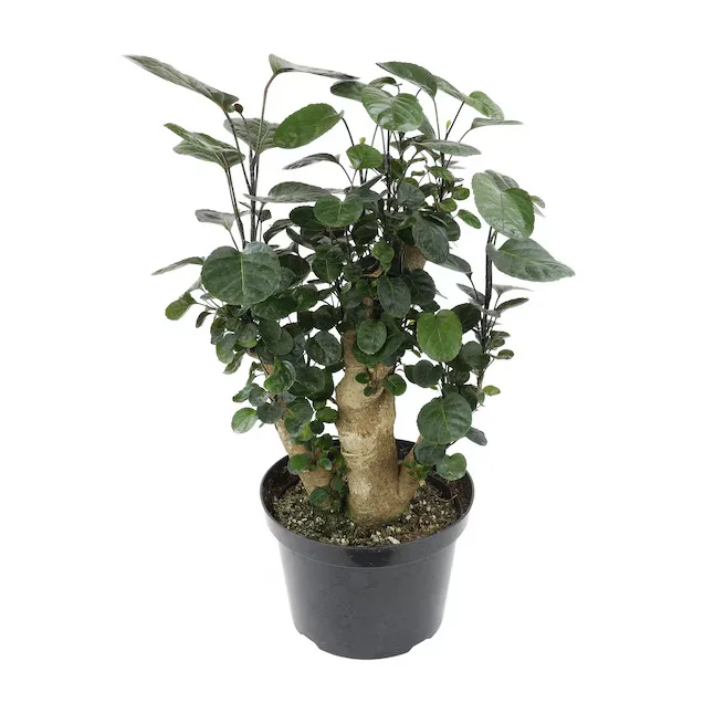 Fabian Stump Potted Plant