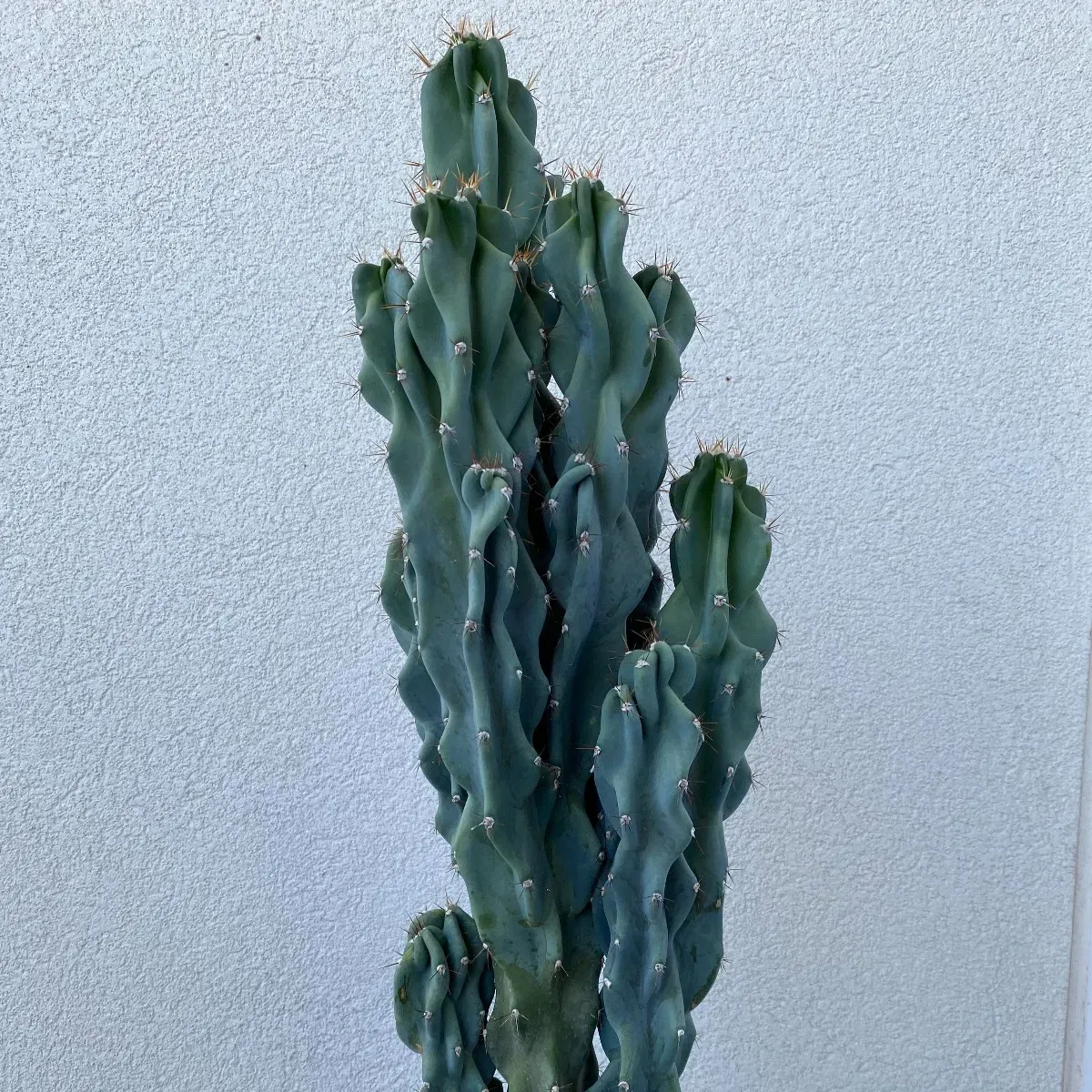 Montrose Apple Cactus Plant