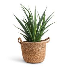 Star Sansevieria Potted Snake Plant