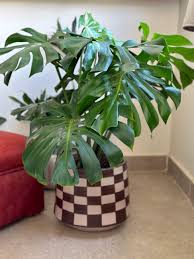 Monstera Deliciosa Potted Plant