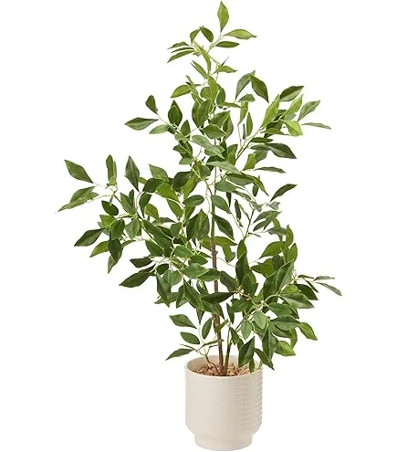 Potted Plant