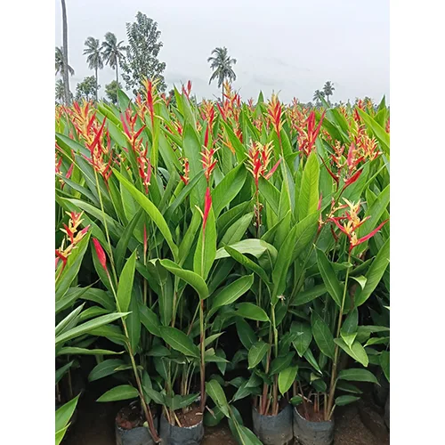 Tropical Plants