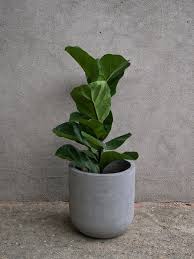 Bambino Potted Fiddle Leaf Fig