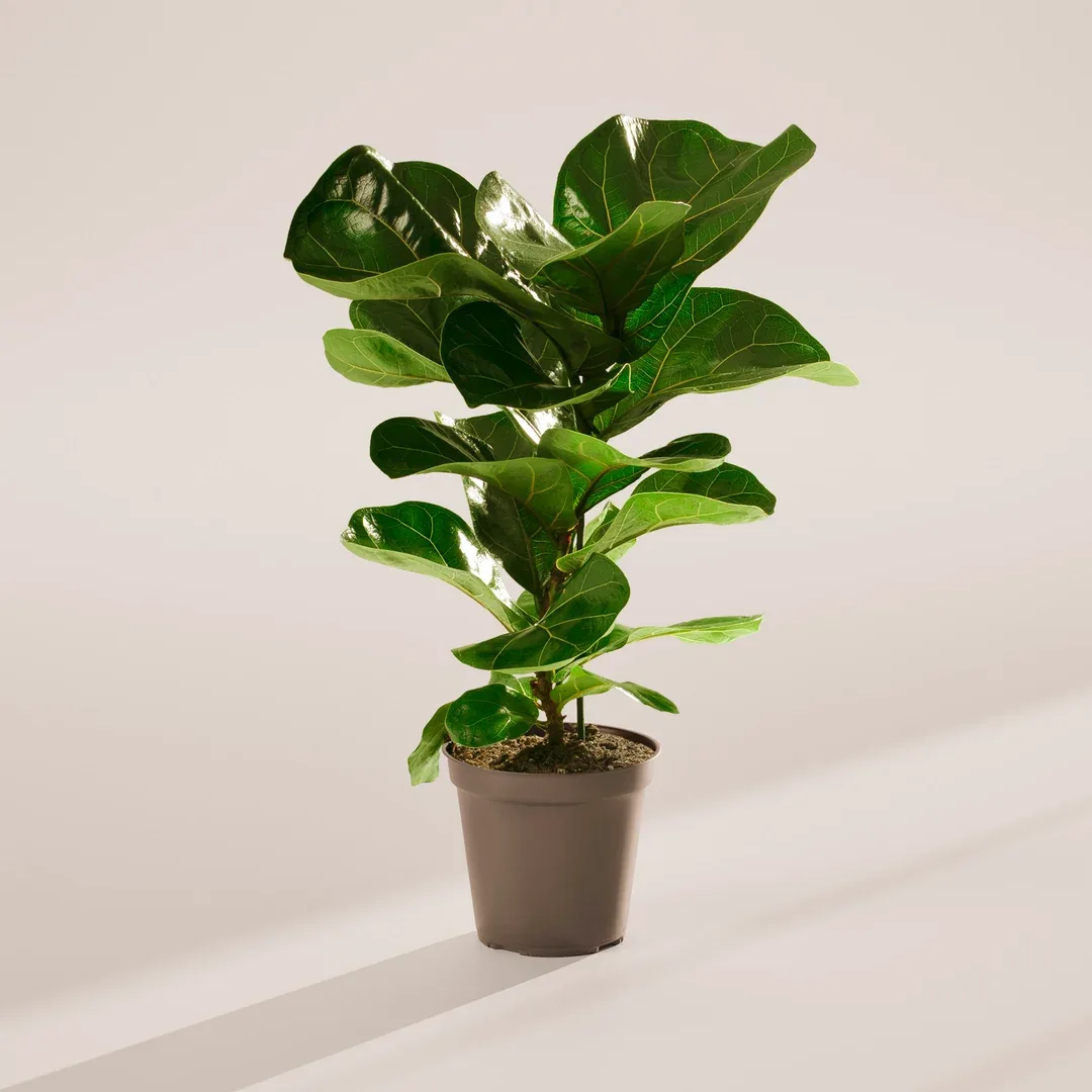 Fiddle Leaf Fig Plant