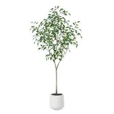 Potted Plant
