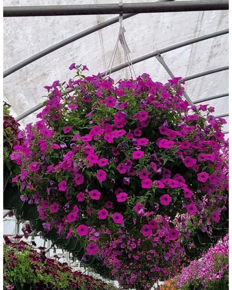 Petunia Hanging Planter