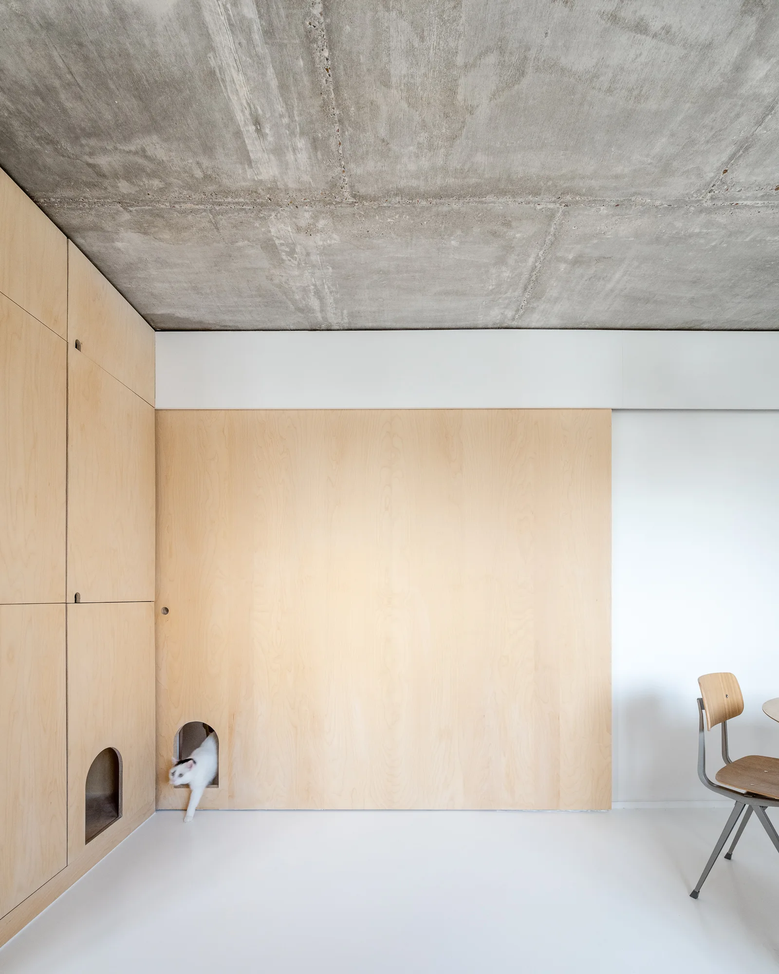A minimalist room features smooth plywood cabinetry, a white floor, a raw concrete ceiling, and a small cat emerging from a built-in arched pet portal.