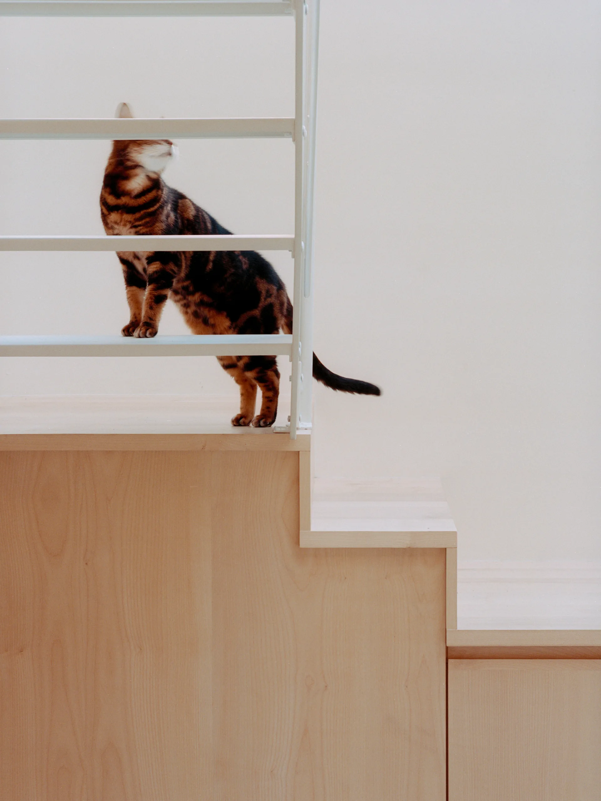 A brown patterned cat stands on a minimalist light wood staircase featuring white horizontal metal railing bars against a smooth cream wall.