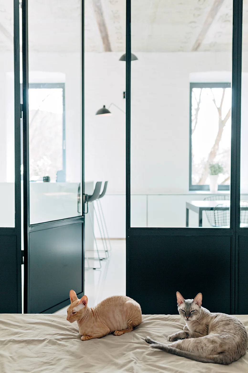 Two cats lounge on a beige bed in an industrial bedroom separated from a bright kitchen area by a black metal-framed glass partition.