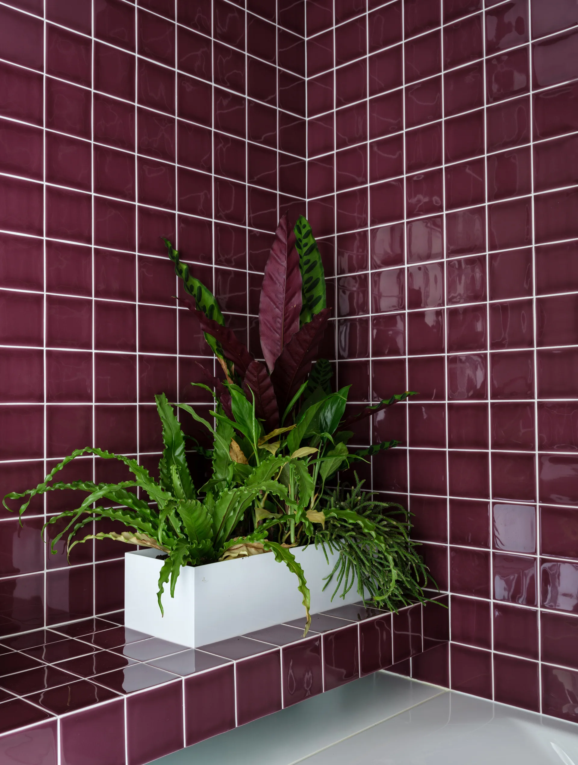A rectangular white planter with various green houseplants sits on a tiled shelf in a corner with glossy purple square tiles.