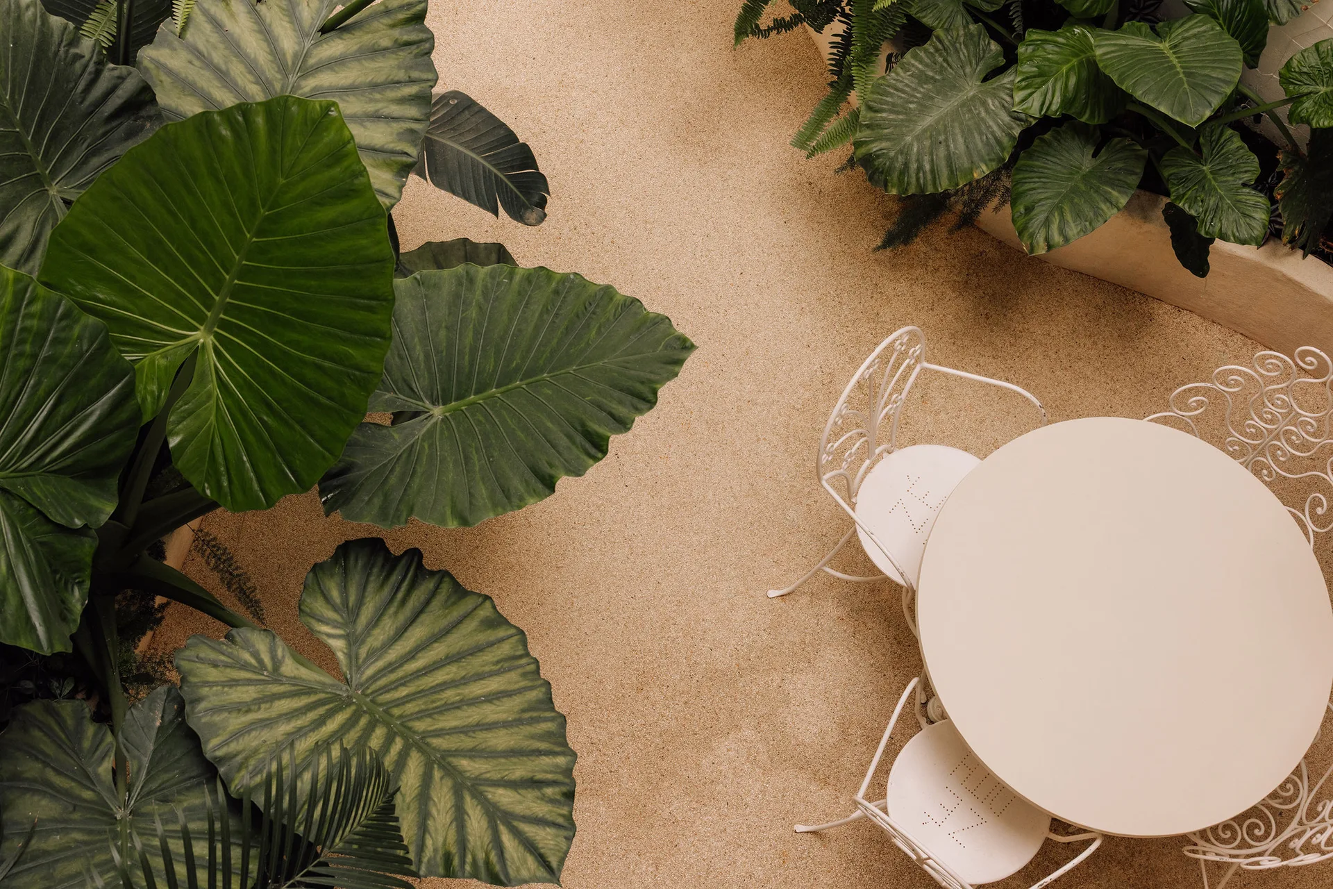 An overhead view of a white metal bistro table and chairs on a tan gravel patio surrounded by large green elephant ear leaves.