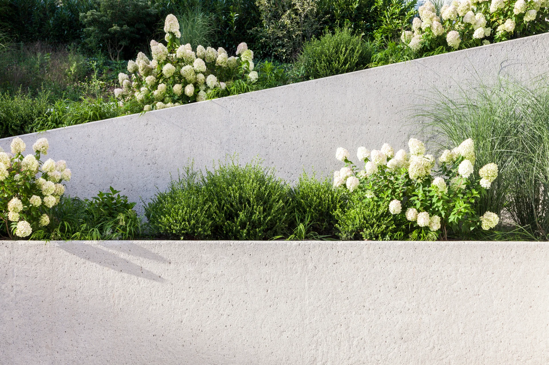 A terraced hillside garden featuring sloped concrete retaining walls planted with white hydrangeas and green shrubs.
