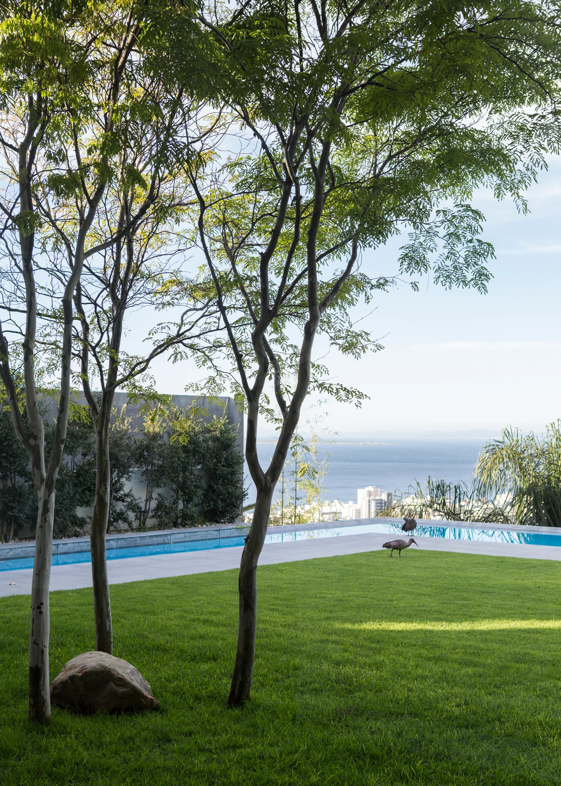 A manicured green lawn with slender trees leads to a rectangular swimming pool overlooking a coastal ocean view under a clear sky.