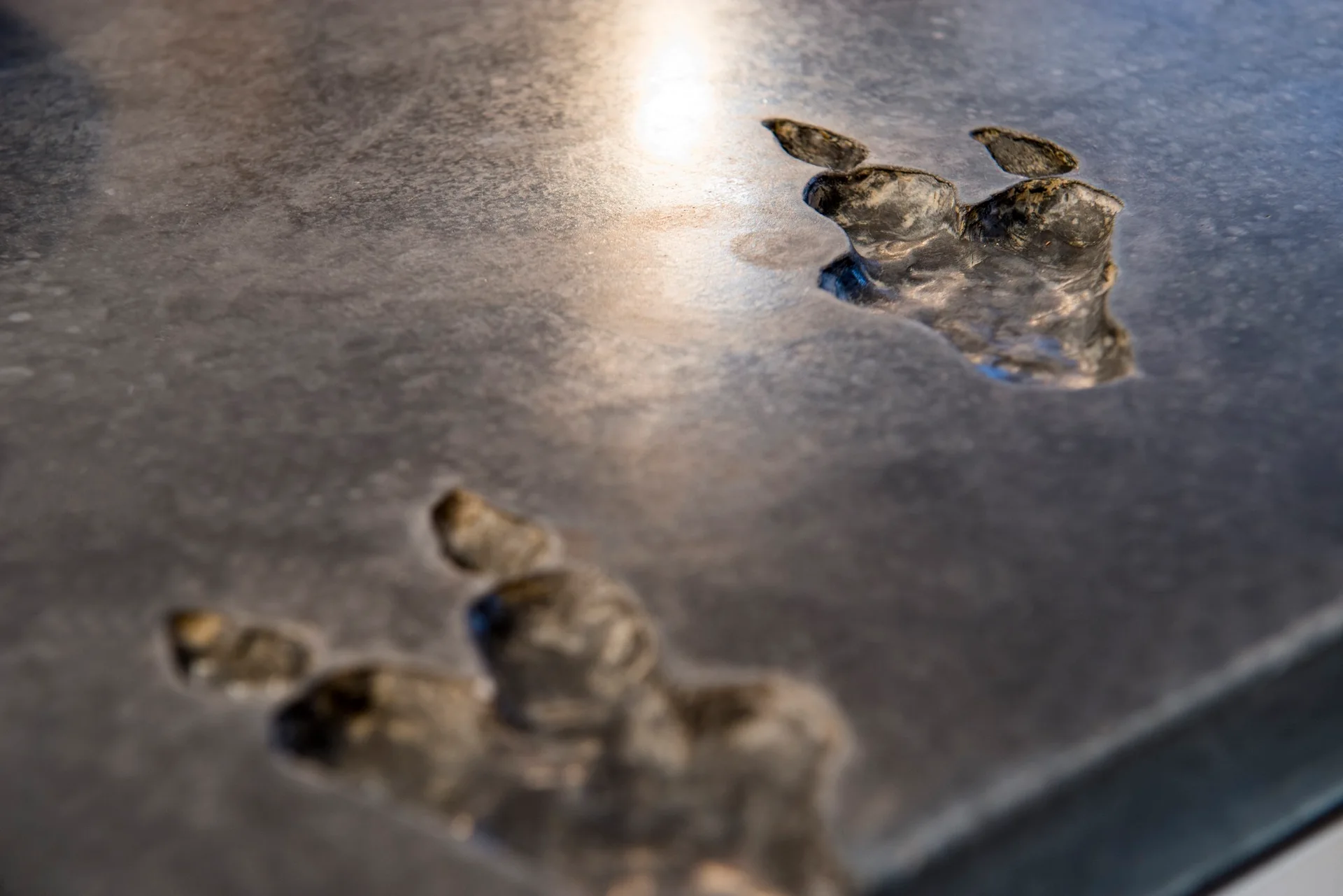 A close-up of a honed charcoal grey stone surface featuring two recessed paw print imprints under directional lighting.