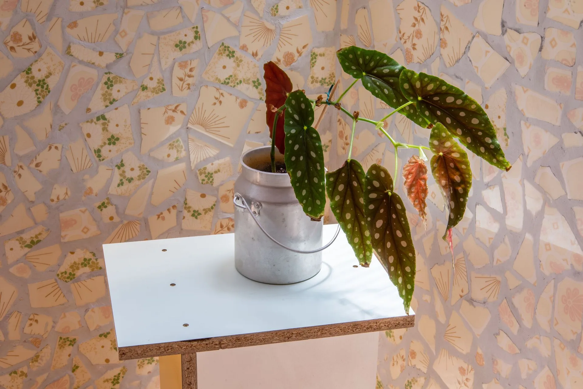 A potted spotted begonia plant sits on a small white pedestal in front of an irregular broken-ceramic mosaic tile wall.