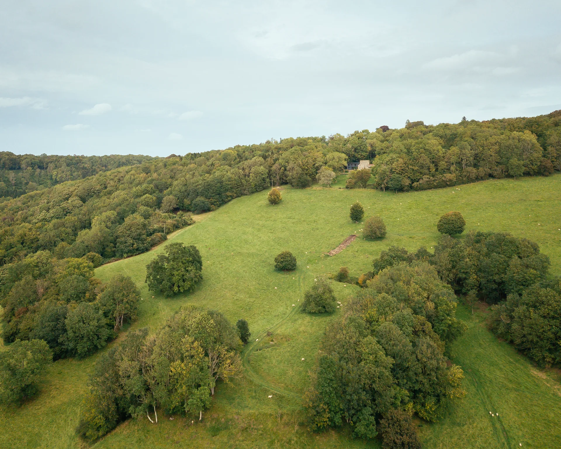 An aerial view of a vast green pasture with dotted trees, bordered by thick woodland under a cloudy sky.