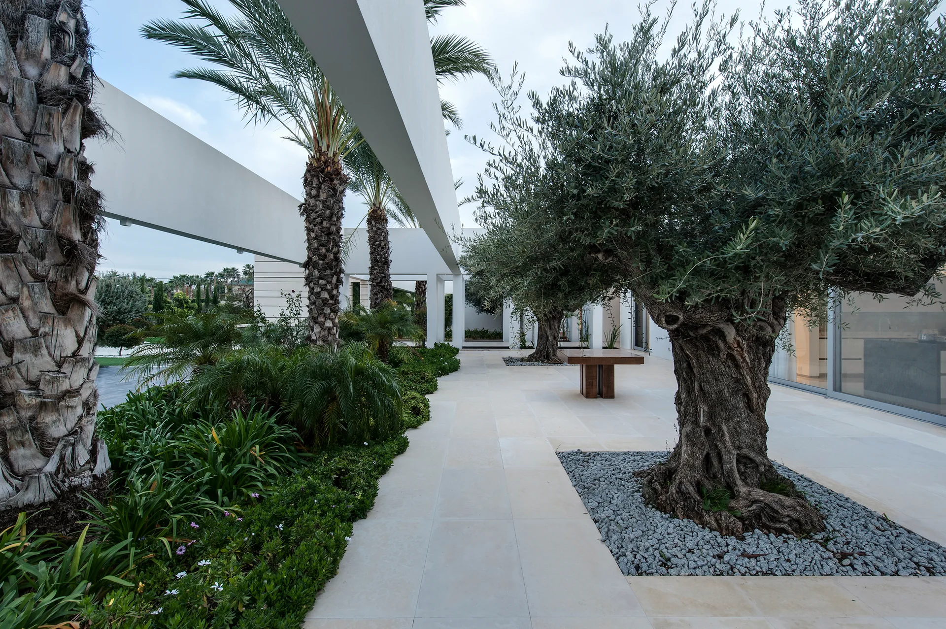 A modern outdoor courtyard features beige stone pavers, mature olive and palm trees, lush green planting beds, and white concrete overhead beams.