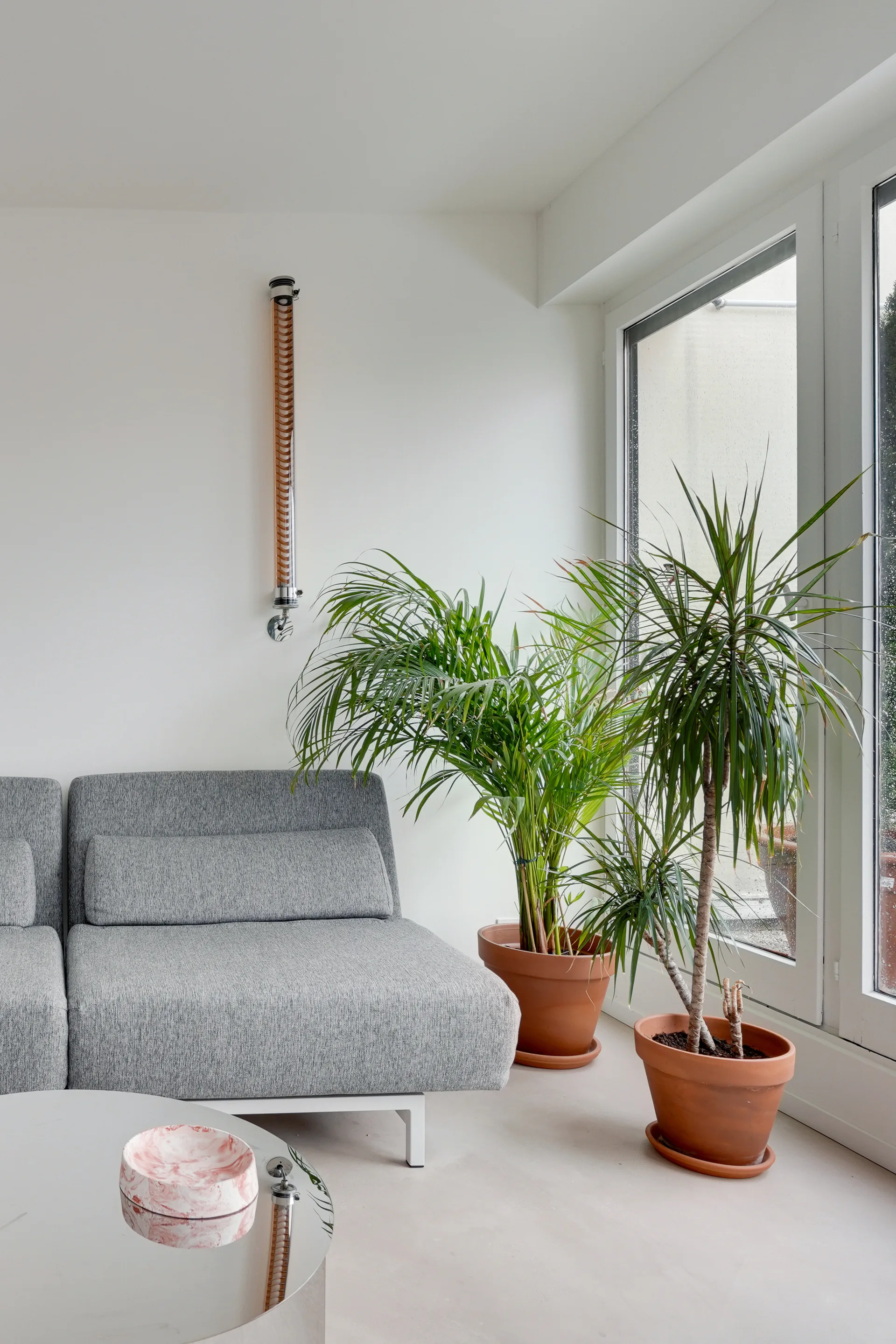 A gray upholstered sofa sits next to two tall potted plants in terracotta planters by a large window in a bright white living room.