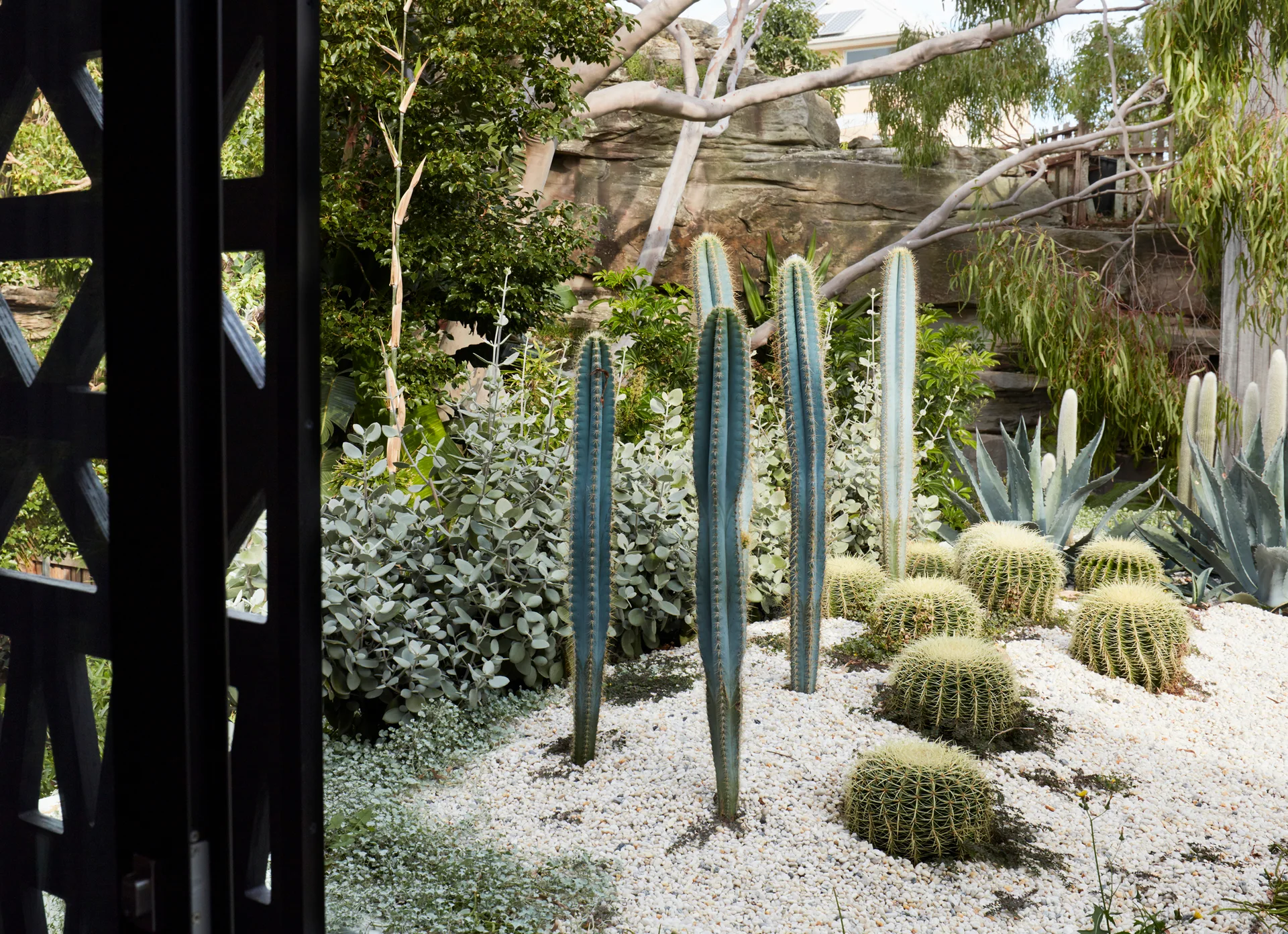 Tall blue-green columnar cacti and round golden barrel cacti are planted in a bed of white gravel, framed by a dark lattice screen and a natural stone wall.