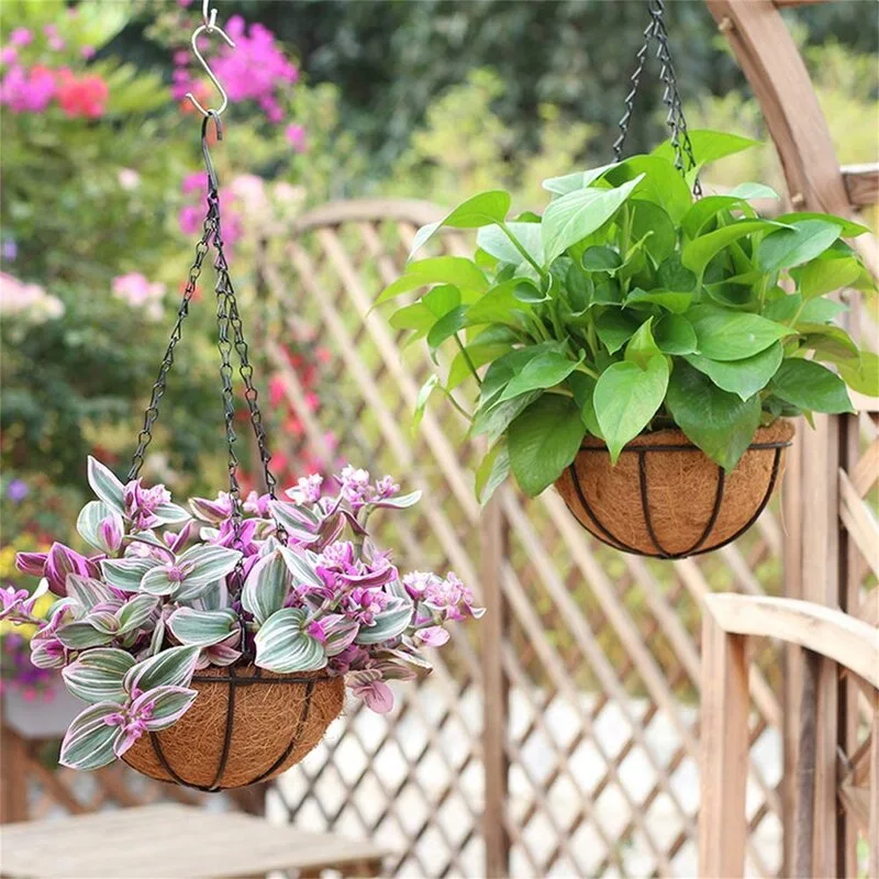 Two hanging metal basket planters with coco fiber liners are filled with green and purple foliage against a wooden lattice screen.