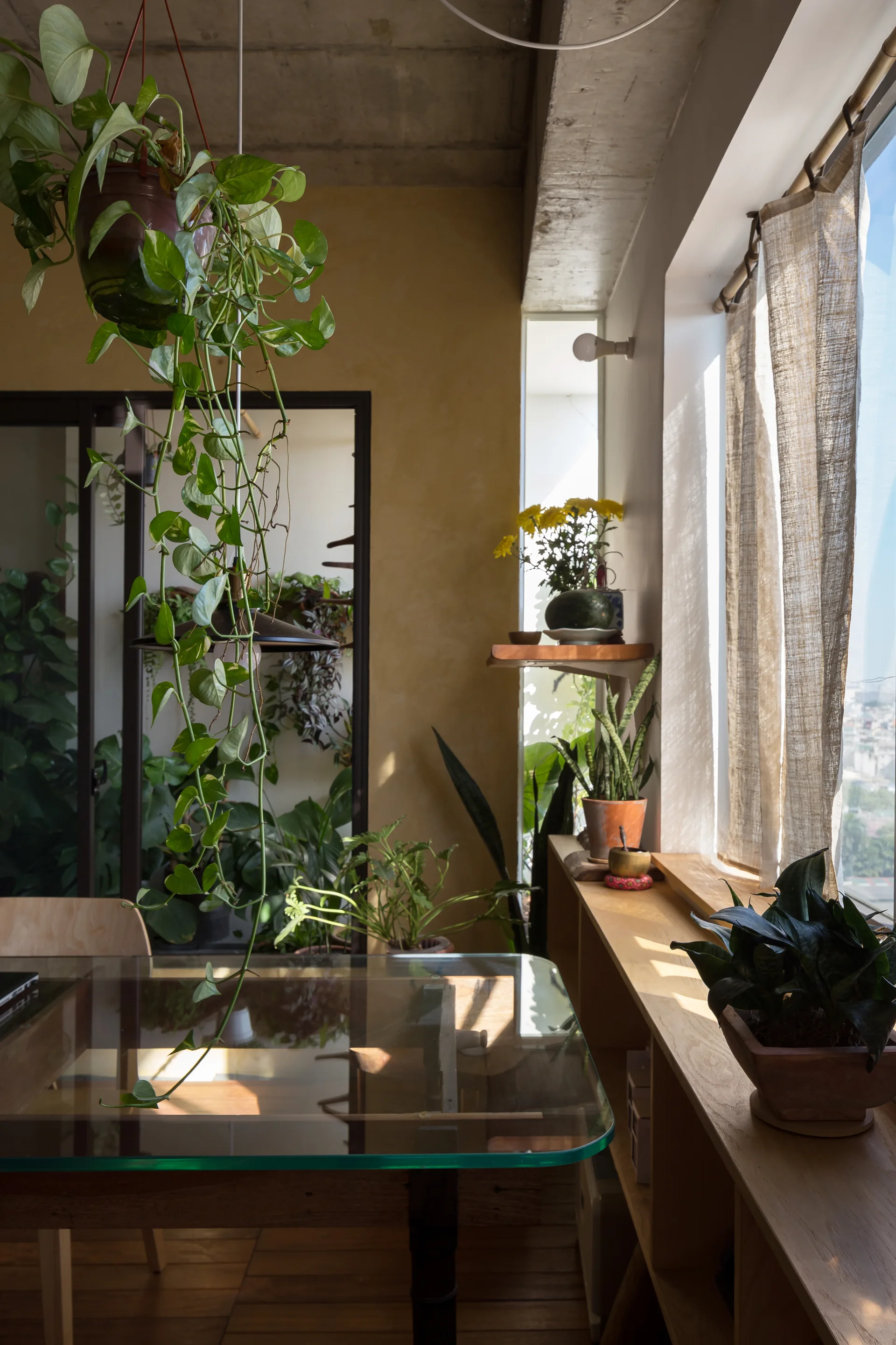 A sunlit dining room features a glass-top table, warm yellow plaster walls, potted plants on a long wooden shelf, and an exposed concrete ceiling.