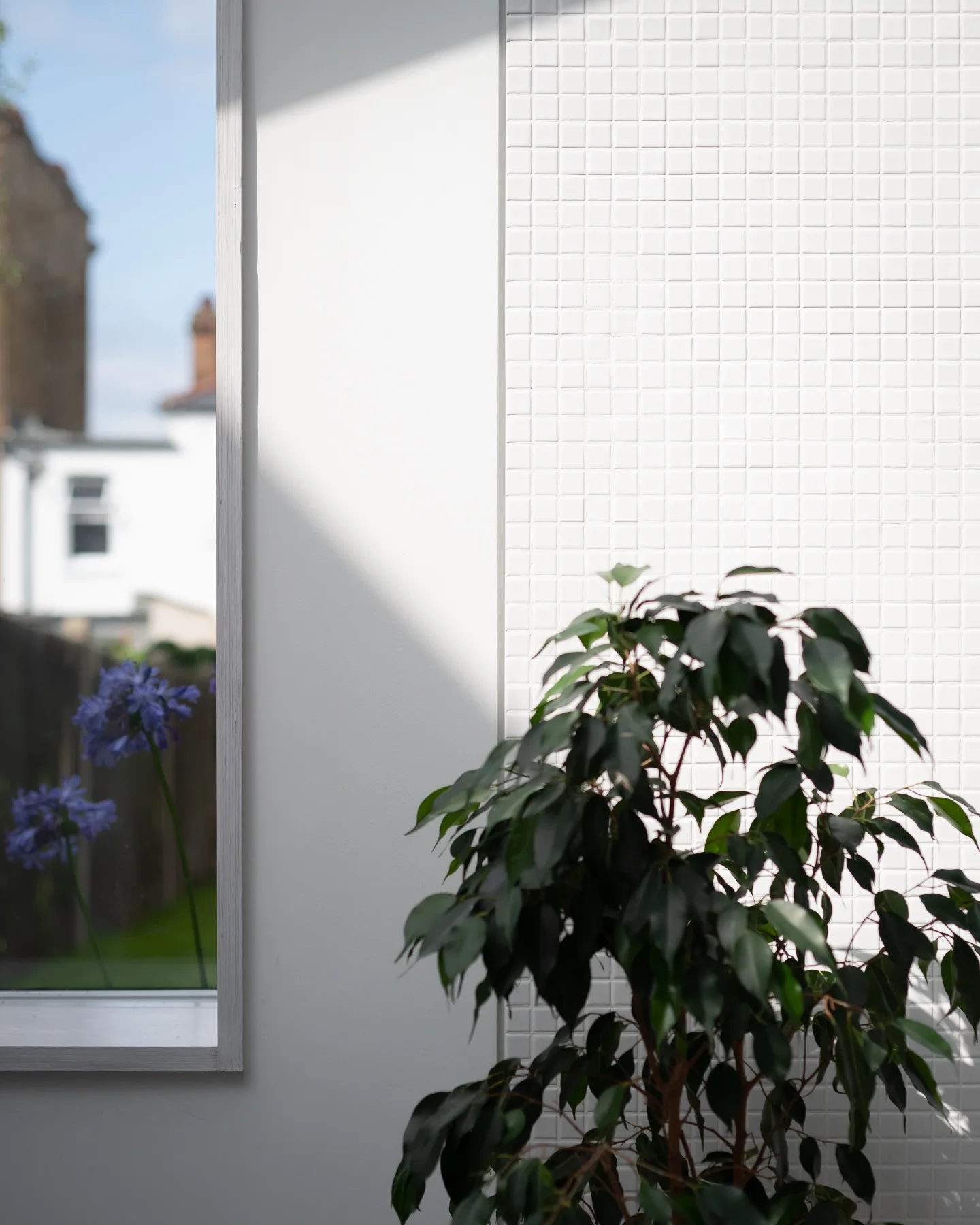 A green leafy houseplant stands in front of a white wall clad in small square mosaic tiles, next to a window showing outdoor purple flowers.
