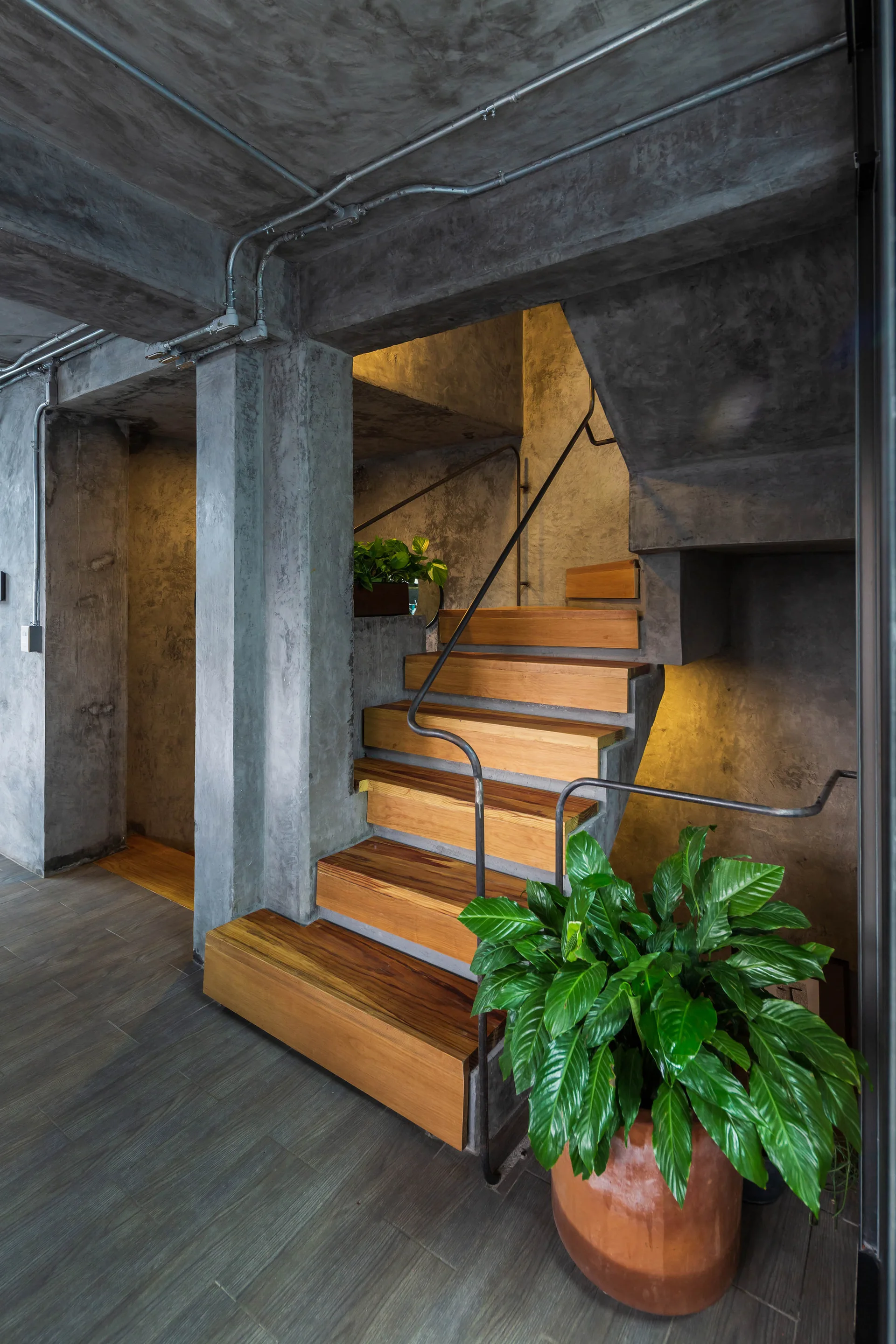 An industrial staircase featuring natural wood treads over raw concrete walls, a thin metal handrail, and a leafy potted plant.
