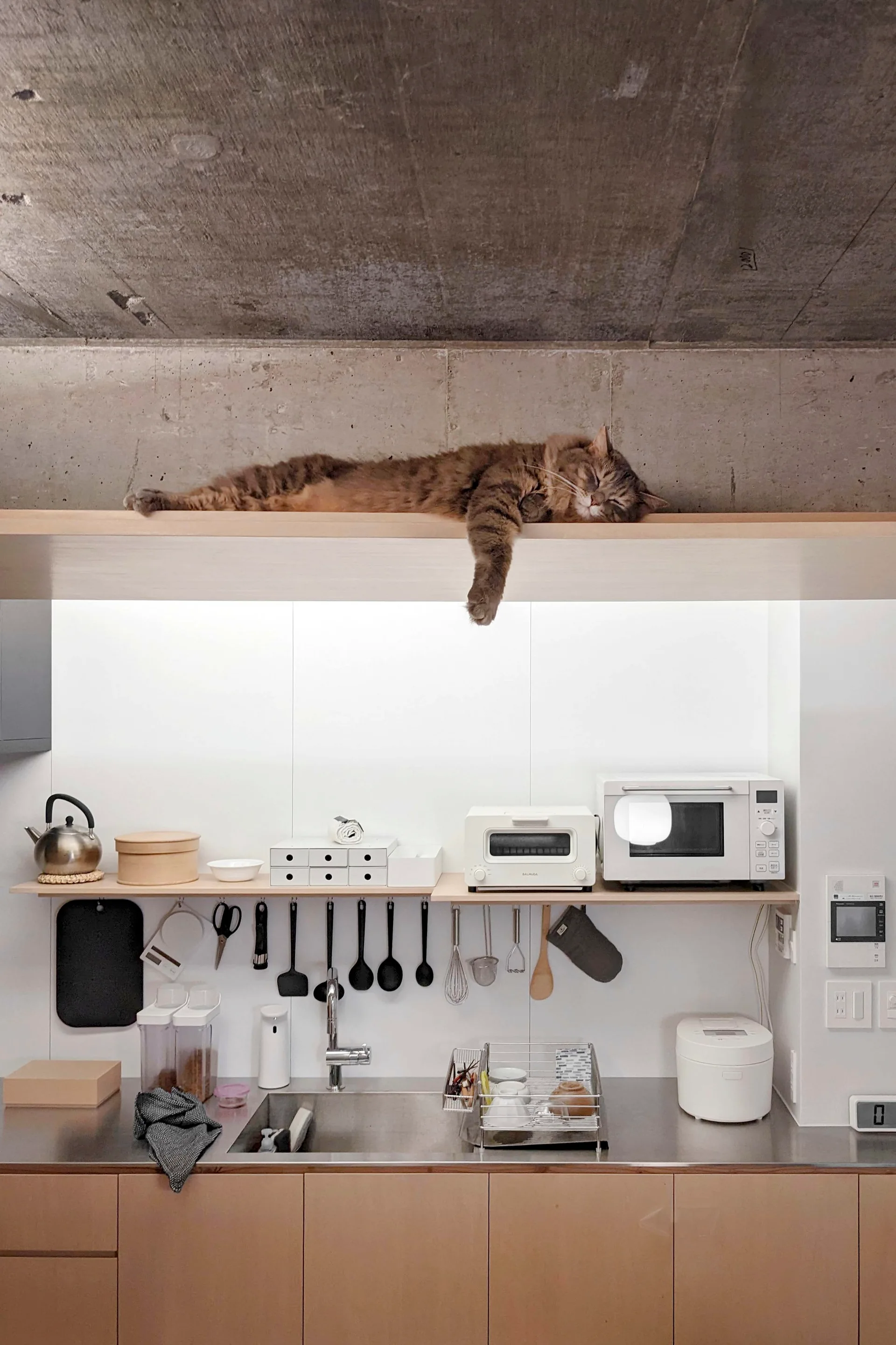 A modern minimalist kitchen with wood cabinets, stainless steel countertops, open shelving, and a sleeping tabby cat on the top ledge.