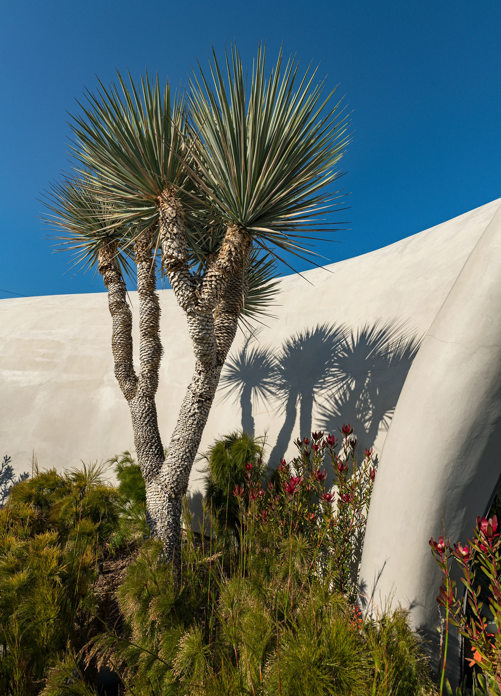 A multi-trunk yucca tree casts sharp shadows against a curved off-white stucco wall under a blue sky, surrounded by green and reddish garden plants.