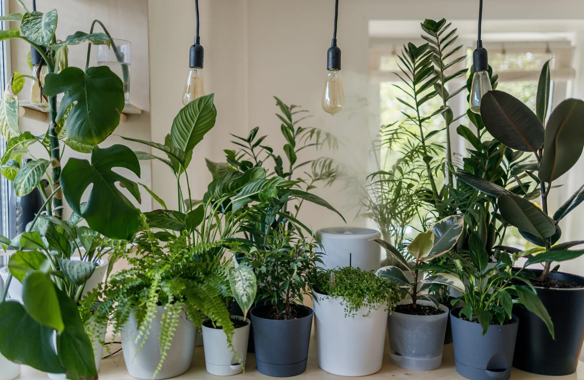 A dense collection of green potted houseplants sits on a shelf under three hanging pendant light bulbs.