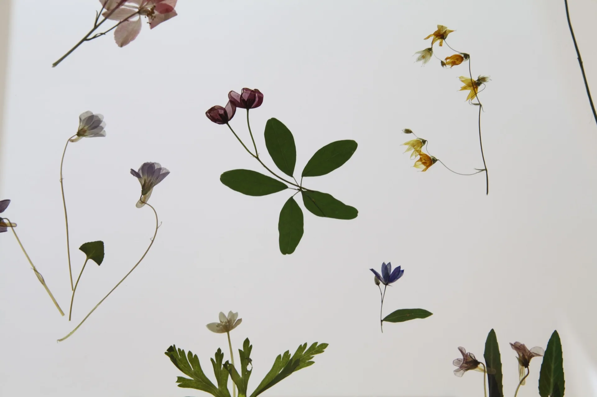 A collection of delicate pressed flowers and green leaves arranged across a plain off-white background.