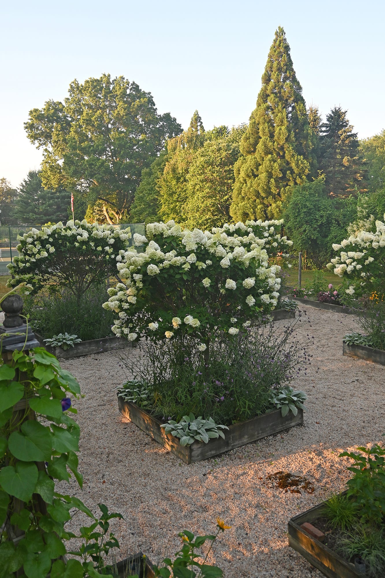 Square weathered wood raised garden beds filled with blooming white hydrangea shrubs sit on a light beige gravel pathway in a lush backyard.