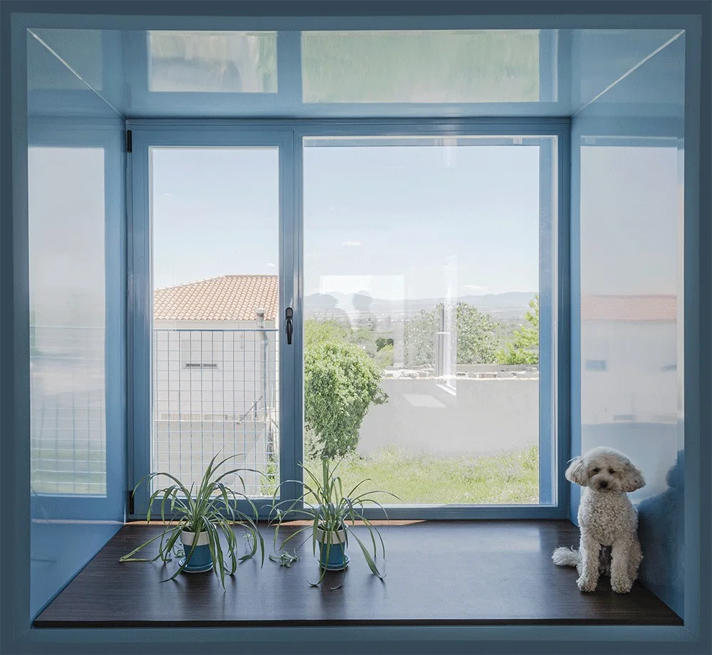 A small white dog and two potted plants sit on a deep dark wood window sill inside a glossy blue recessed alcove.