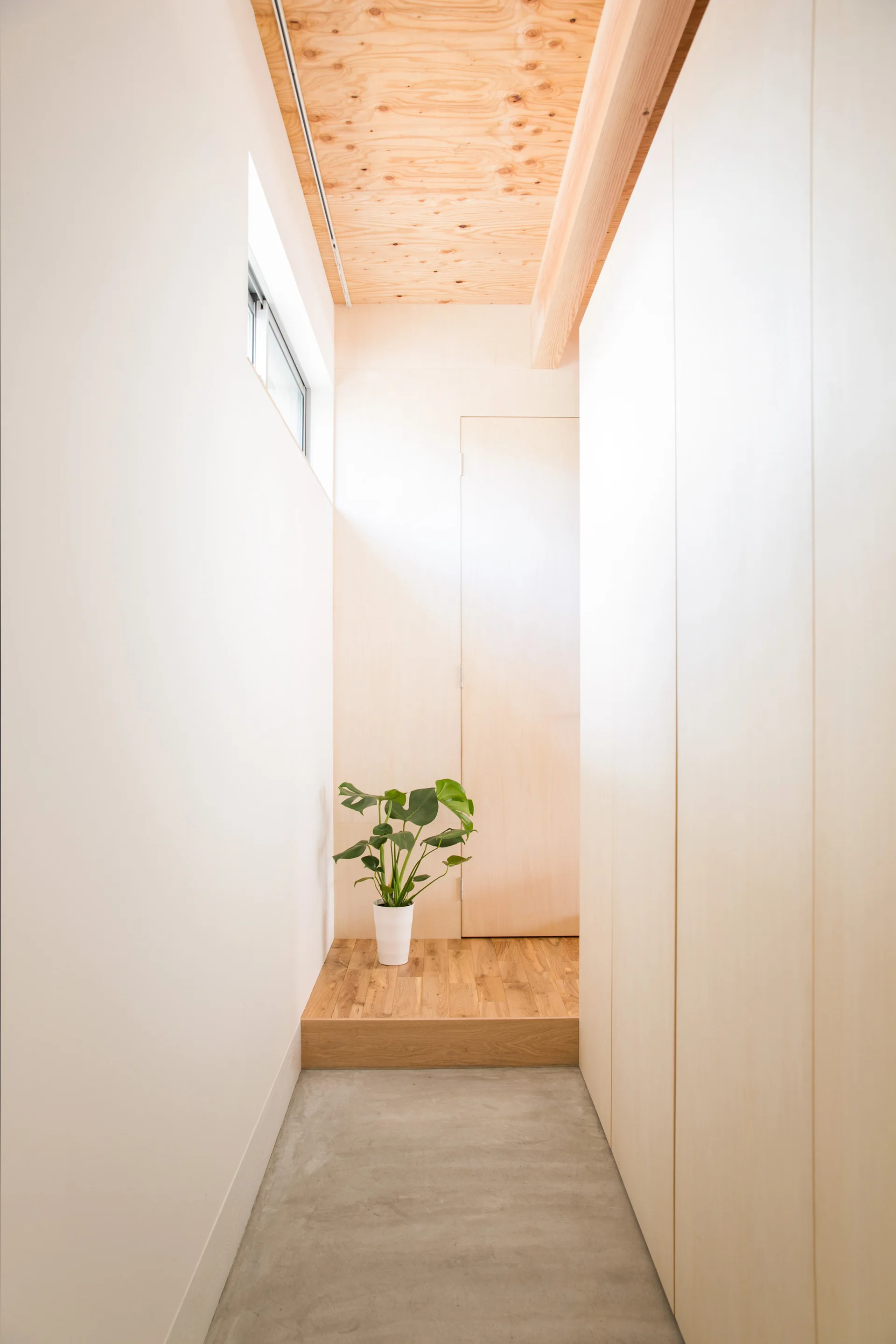A minimalist hallway features a smooth concrete floor leading to a raised wooden step with a potted monstera plant against a plywood wall.