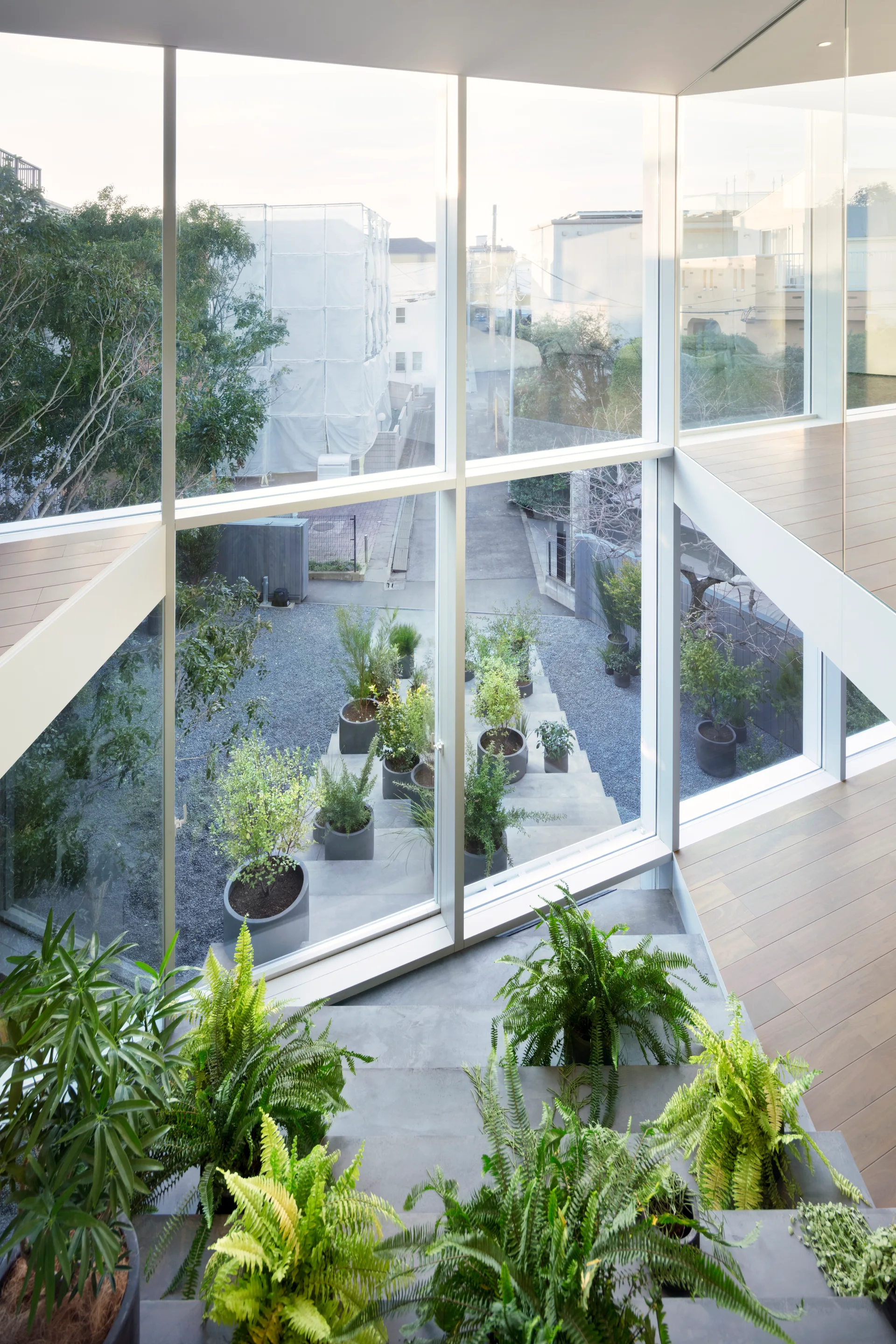 A grey concrete staircase decorated with potted green ferns sits next to a large floor-to-ceiling glass window overlooking a gravel courtyard.