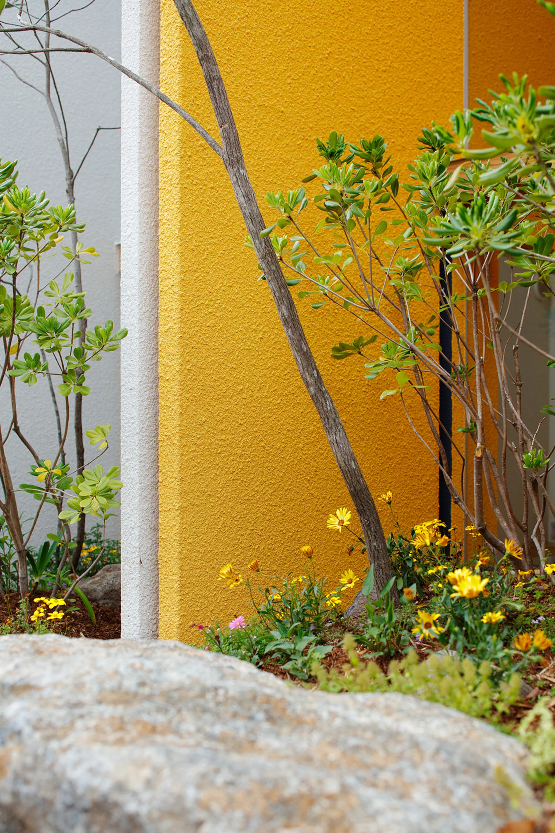 A bright yellow textured stucco wall rises behind green garden plants, small yellow flowers, and a grey boulder in the foreground.