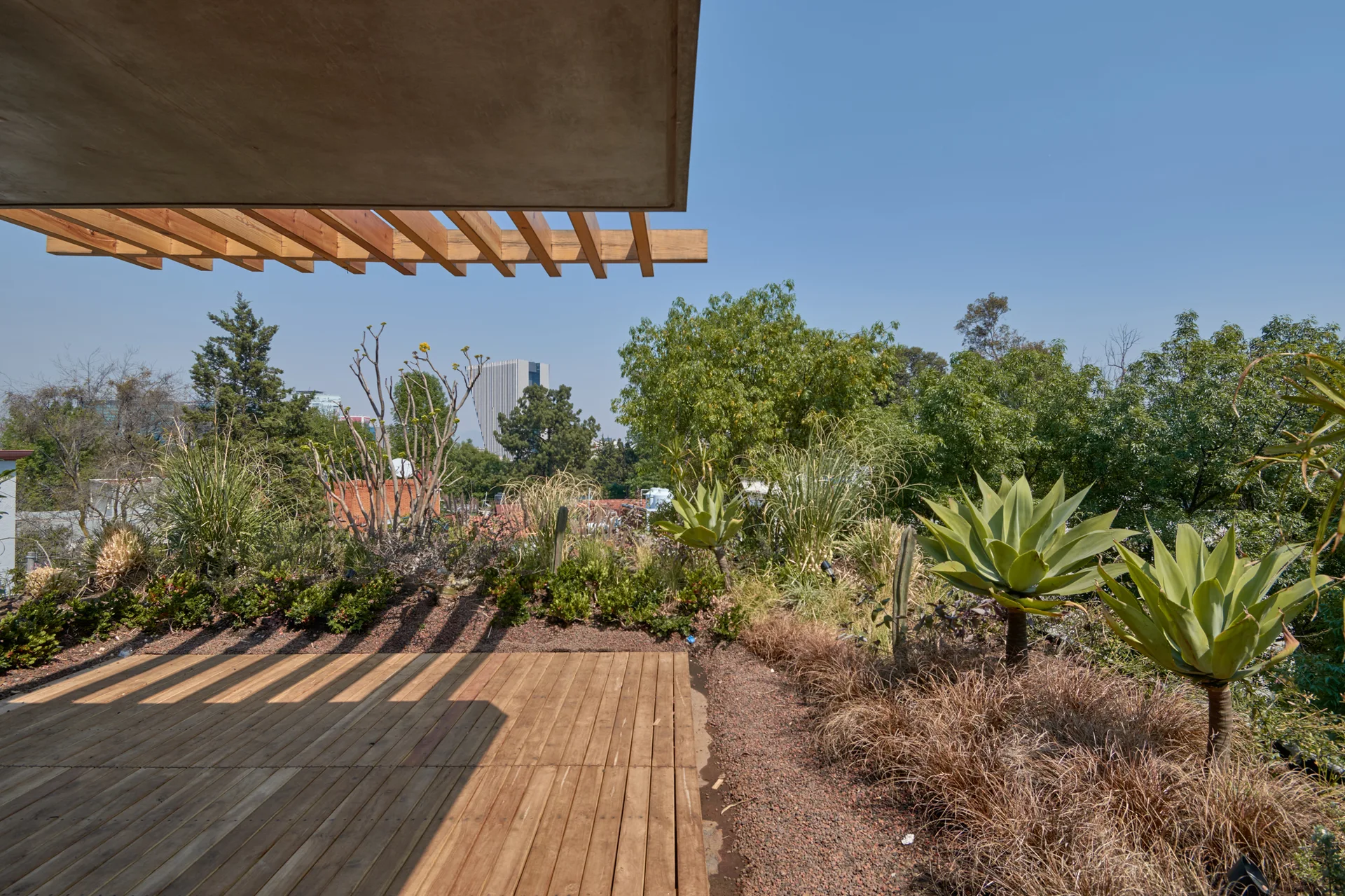 A modern wood rooftop terrace under a slatted wood pergola featuring a perimeter garden planted with green agave plants.