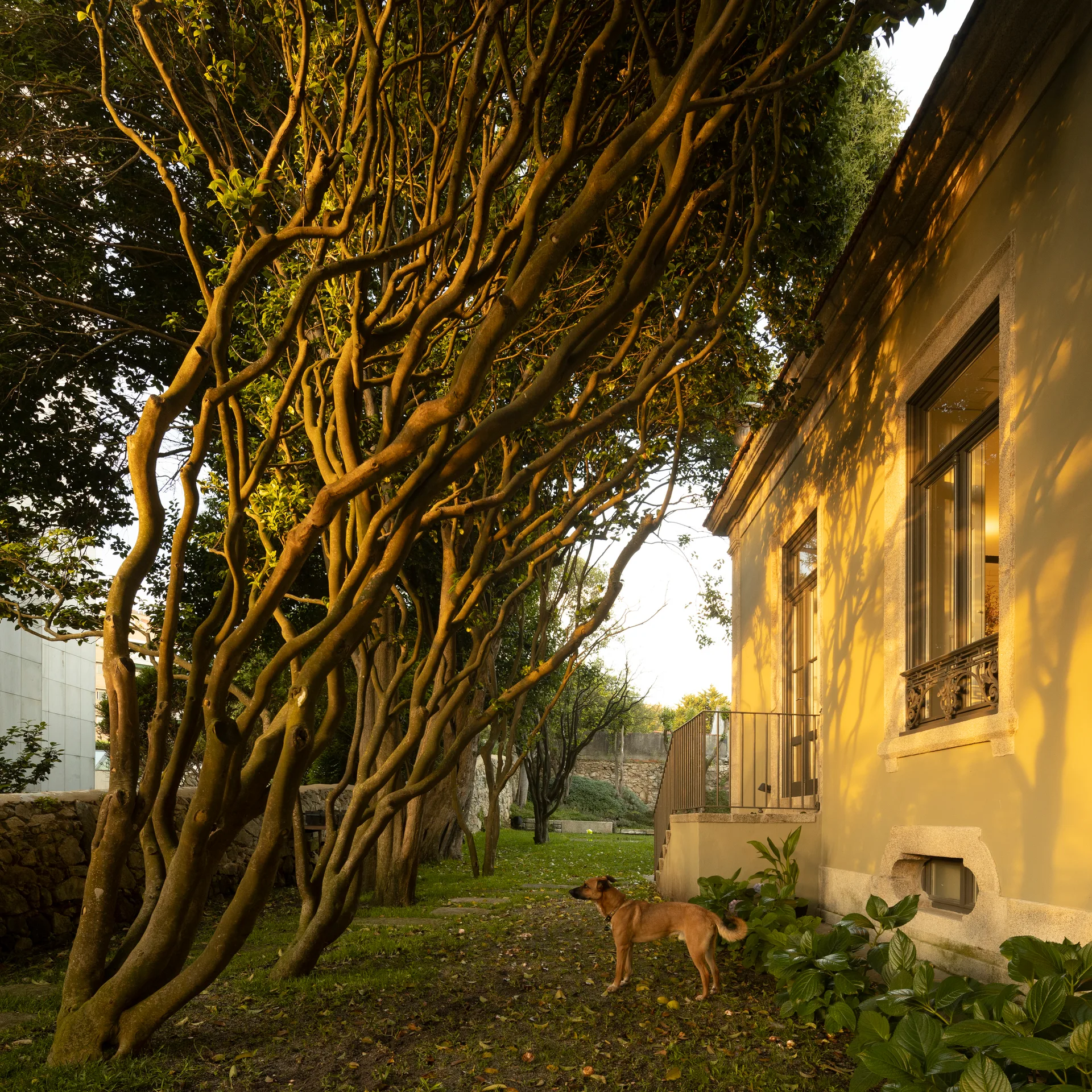A brown dog stands on a green lawn beside a yellow house facade and sculptural mature trees in warm golden hour sunlight.