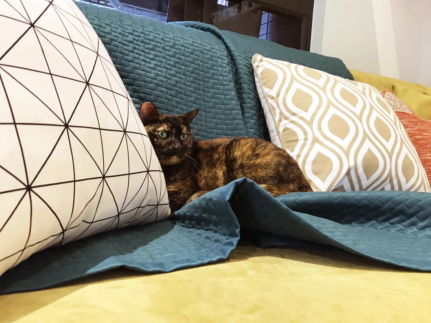 A tortoiseshell cat rests on a mustard yellow sofa layered with a teal quilted blanket and patterned geometric throw pillows.