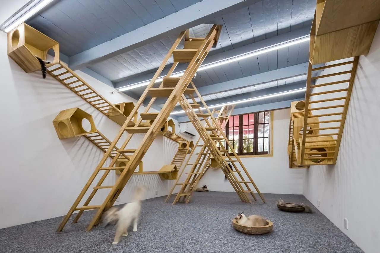 Custom wooden ladders and wall-mounted pods create an indoor playground for cats in a room with white walls, gray carpet, and a blue beam ceiling.