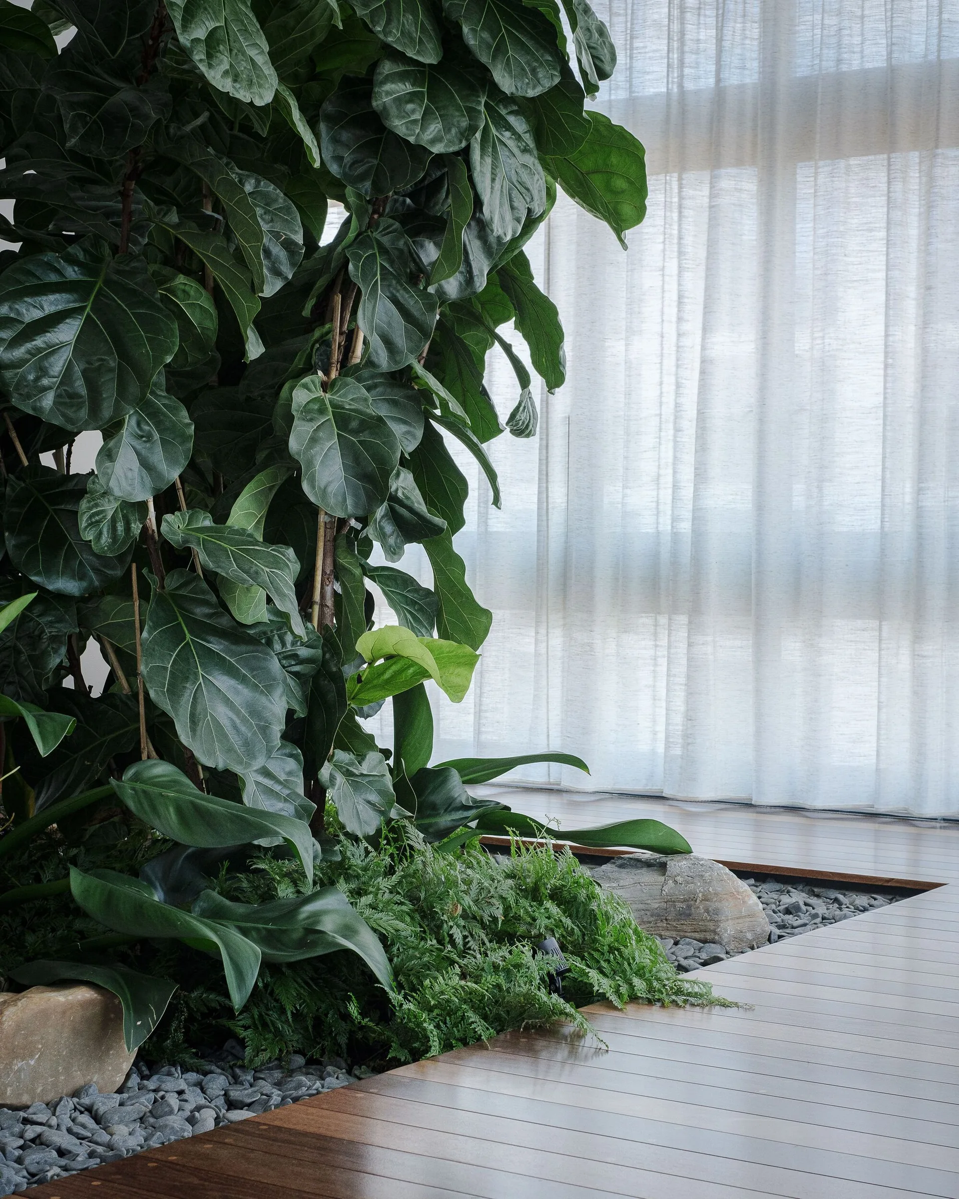 A recessed indoor garden with a large fiddle leaf fig plant, small green ferns, and grey pebbles set into dark wood plank flooring beside a sheer curtain.