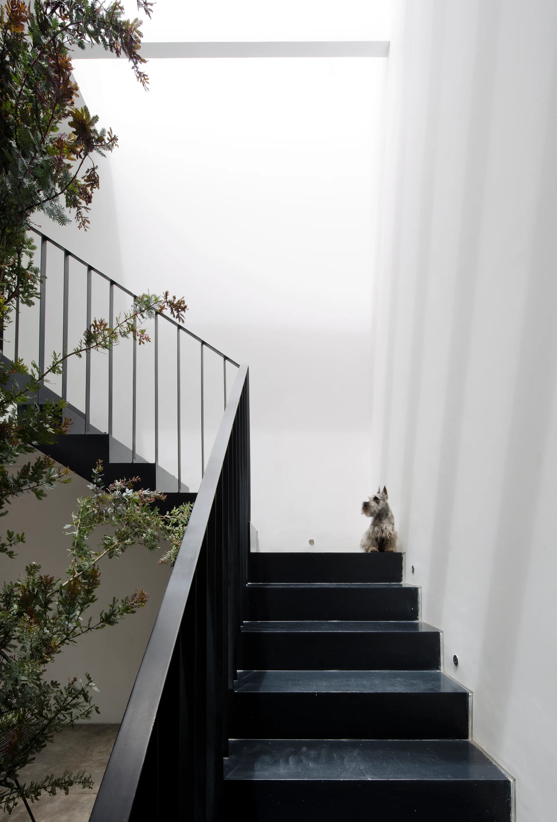 A minimalist black metal staircase rises against clean white walls, illuminated by a bright skylight with leafy green branches on the left.