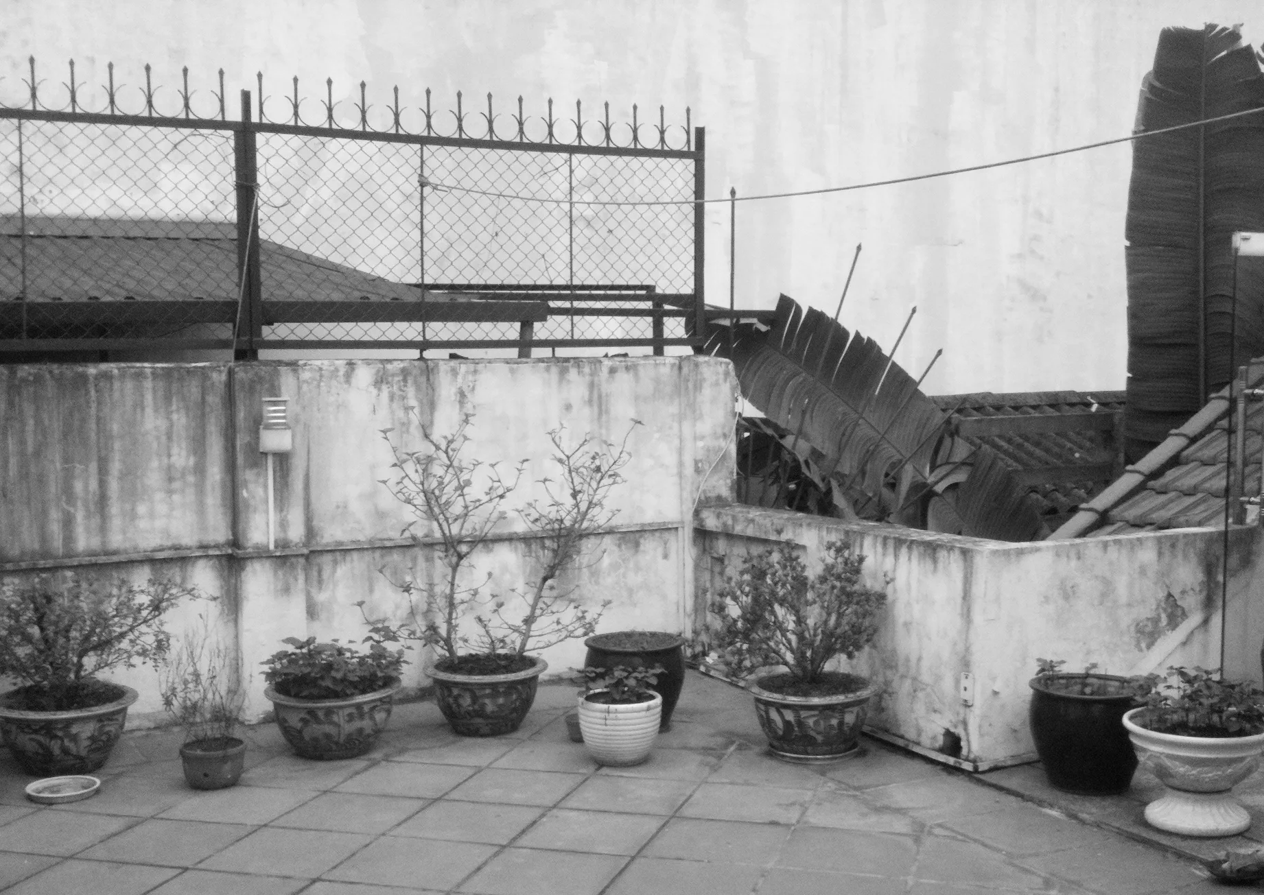 A row of various potted plants sits on a tiled rooftop terrace along a weathered concrete wall topped with a metal fence.