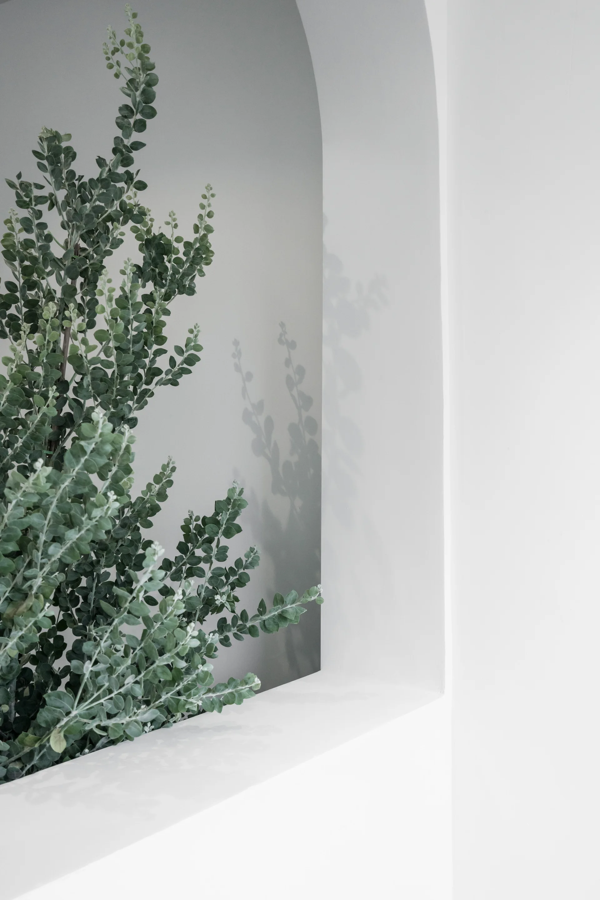 A green leafy plant sits inside a smooth white arched wall niche, casting soft foliage shadows against the recessed minimalist plaster background.