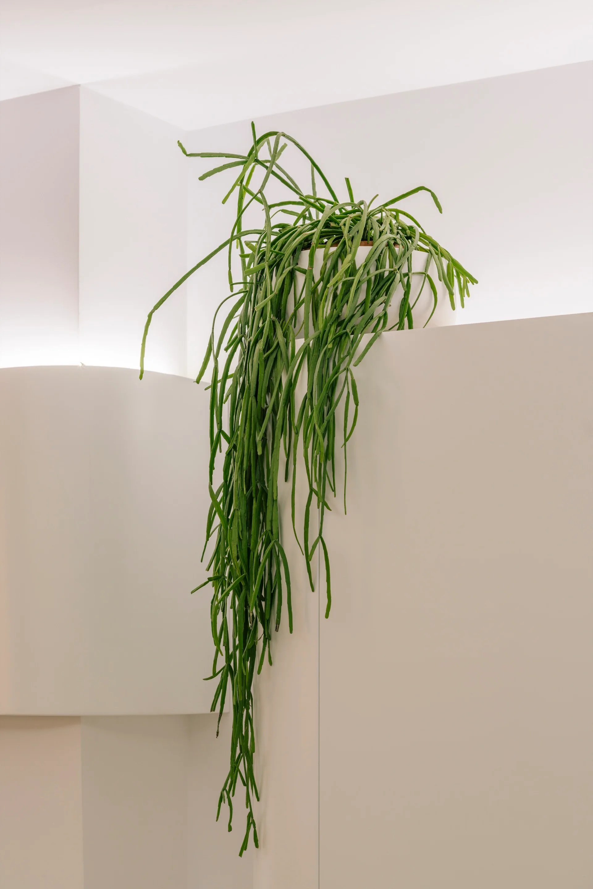 A green trailing houseplant cascades over the side of a clean white architectural shelf against a minimalist white wall with diffuse lighting.