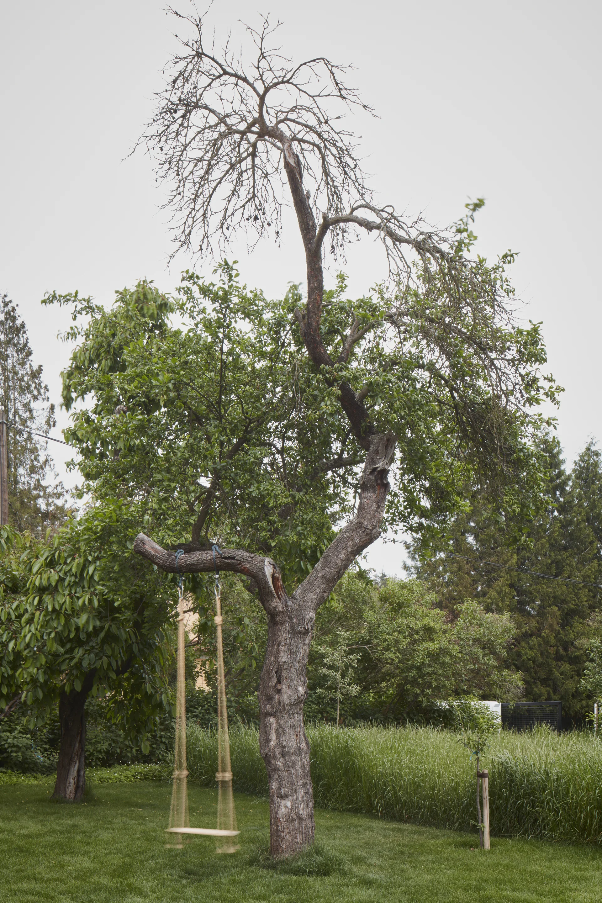 A rustic wooden swing hangs by ropes from a sturdy branch of a mature tree on a green lawn surrounded by wild grass.