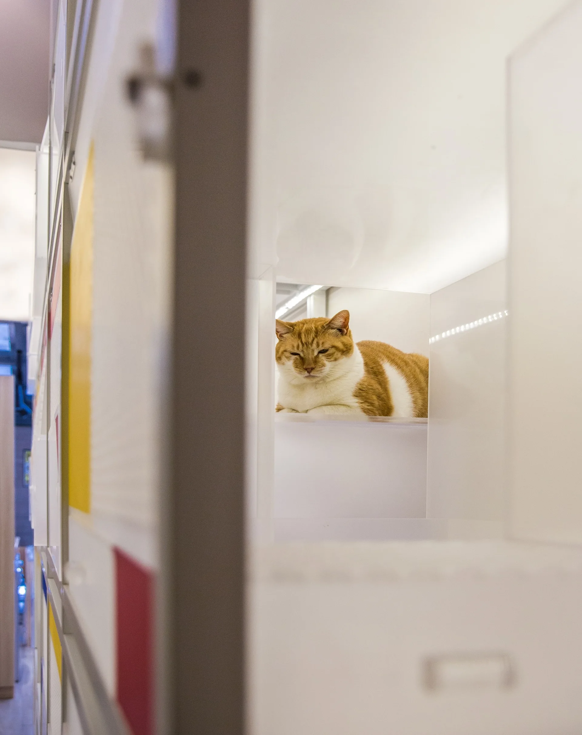 An orange and white cat rests comfortably inside a glossy white modular shelving cubby with integrated lighting.