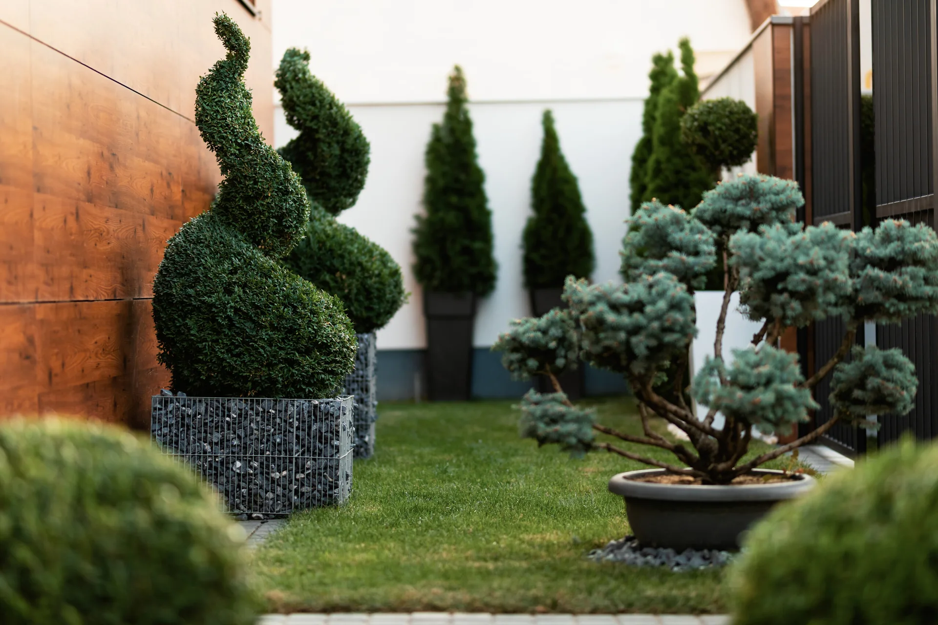 Spiral-shaped topiary shrubs in stone-filled gabion planters sit on a green lawn next to a wood-clad wall and a small potted pine.