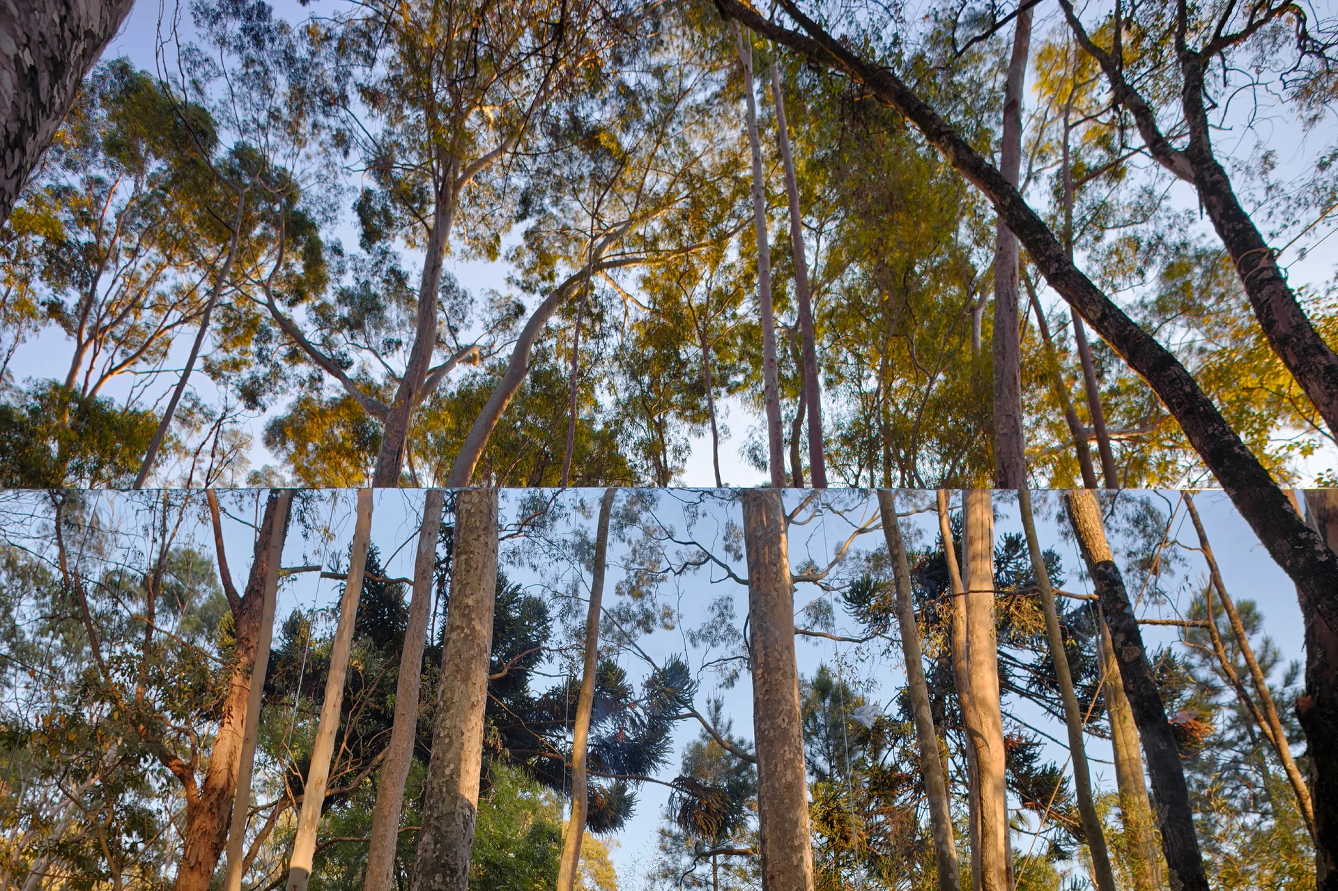A horizontal mirrored wall reflects the surrounding tall trees and blue sky in a dense forest.
